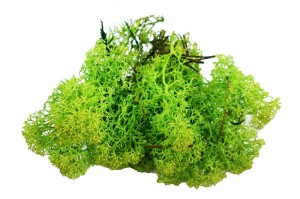 MECH 10G JASNOZIELONY MS1