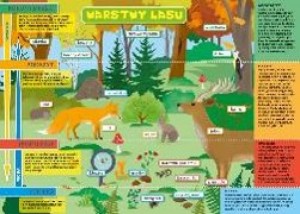 PODKŁAD B3 WARSTWY LASU I ŁĄKA